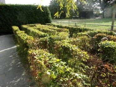 KDV Coevorden Het Ganzennest foto 8