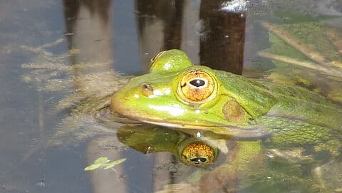 Peuteropvang Kikker foto 6