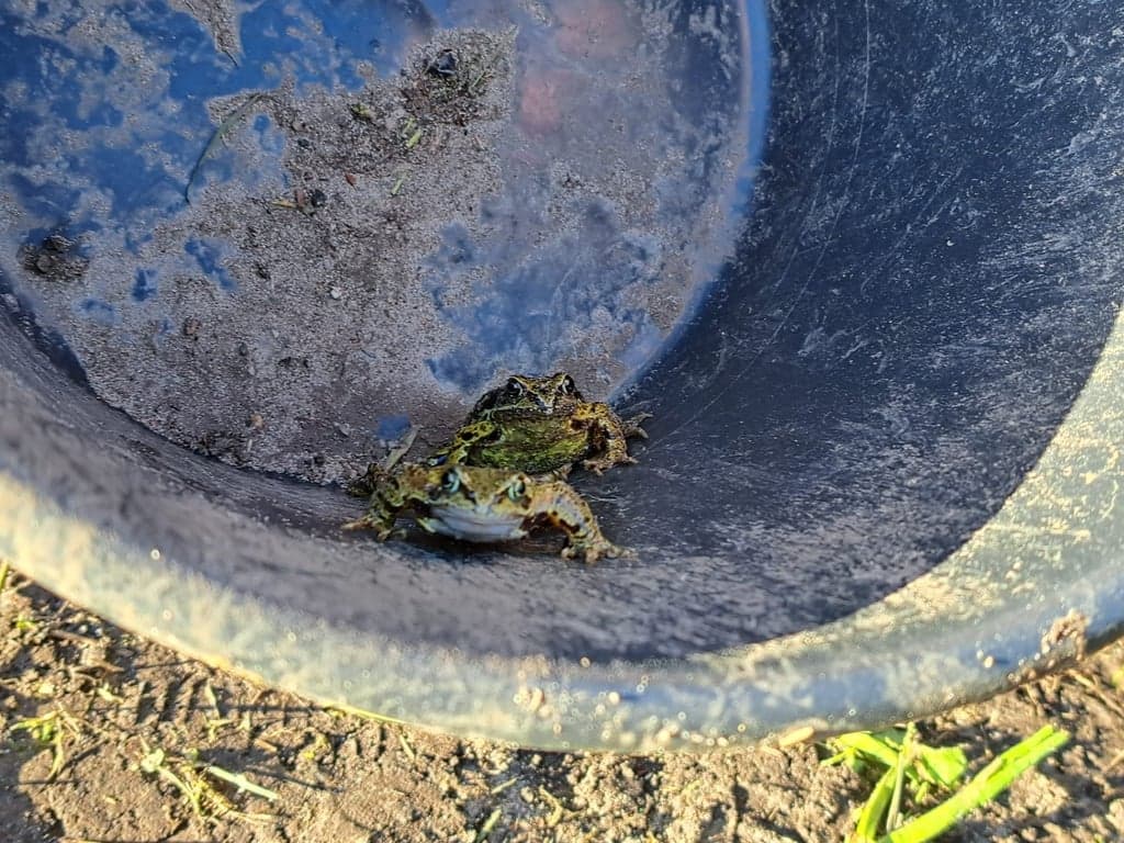 Peuteropvang Kikker foto 8