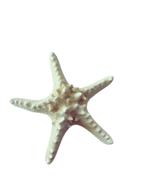 De Zeesterren foto 9