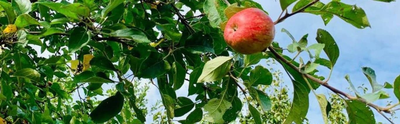 Op ús pleats foto 9