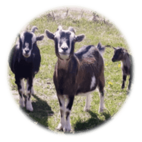 Kinderdagverblijf Vrijland foto 4