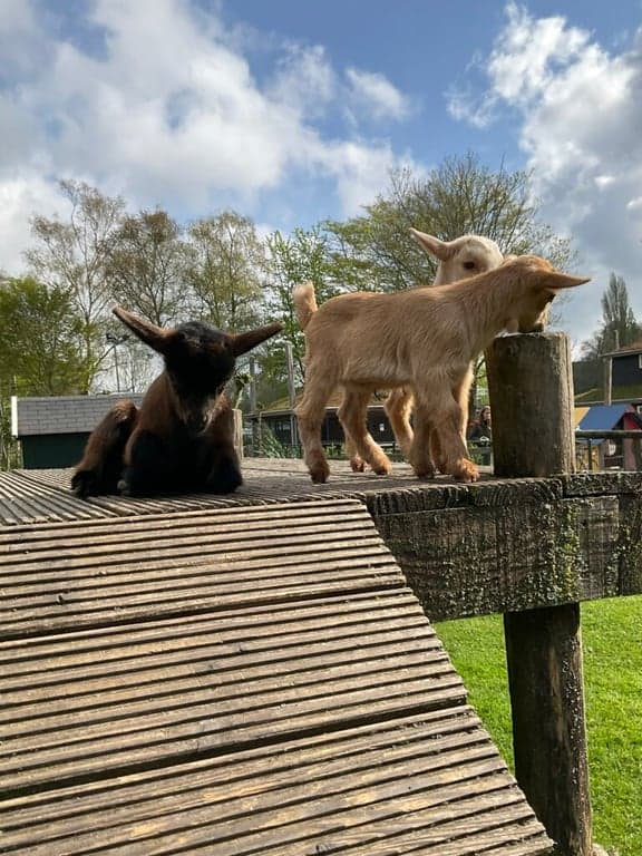 Doomijn Peuteropvang Geraniumstraat foto 9