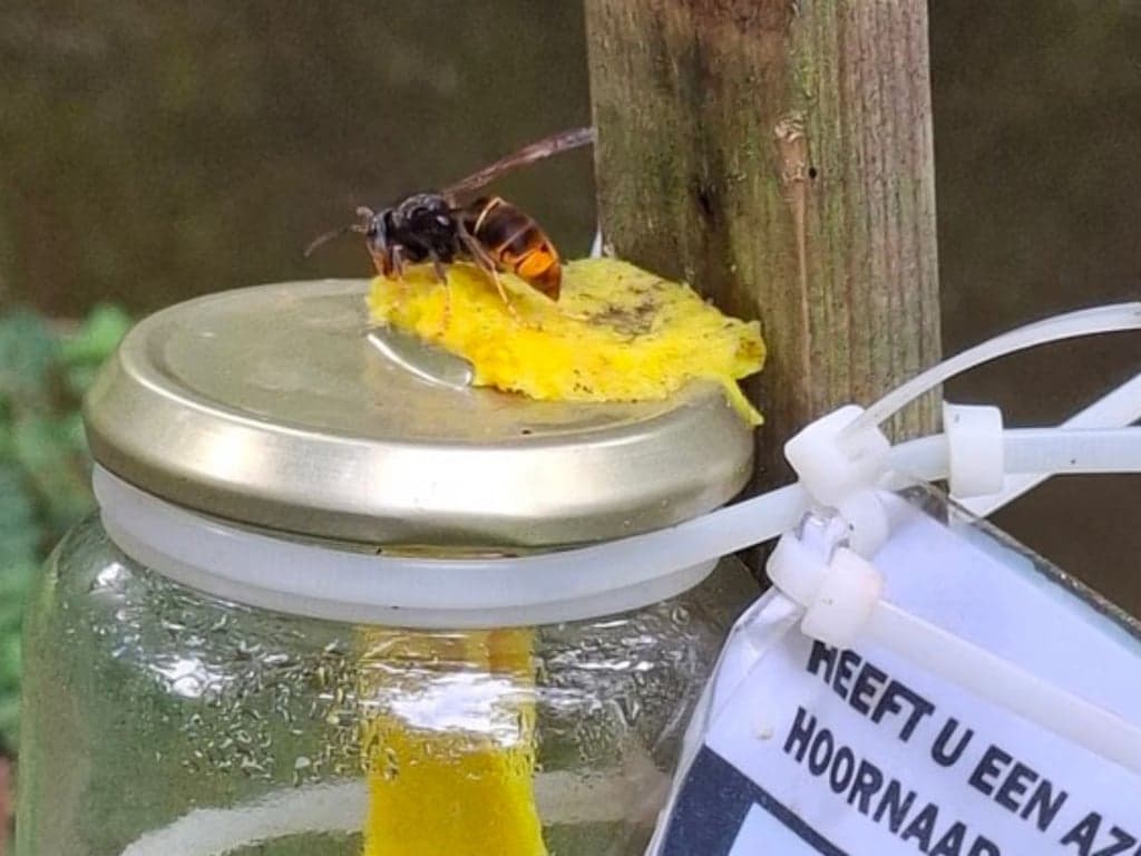 Wasko Trippel Trappel PSG foto 7