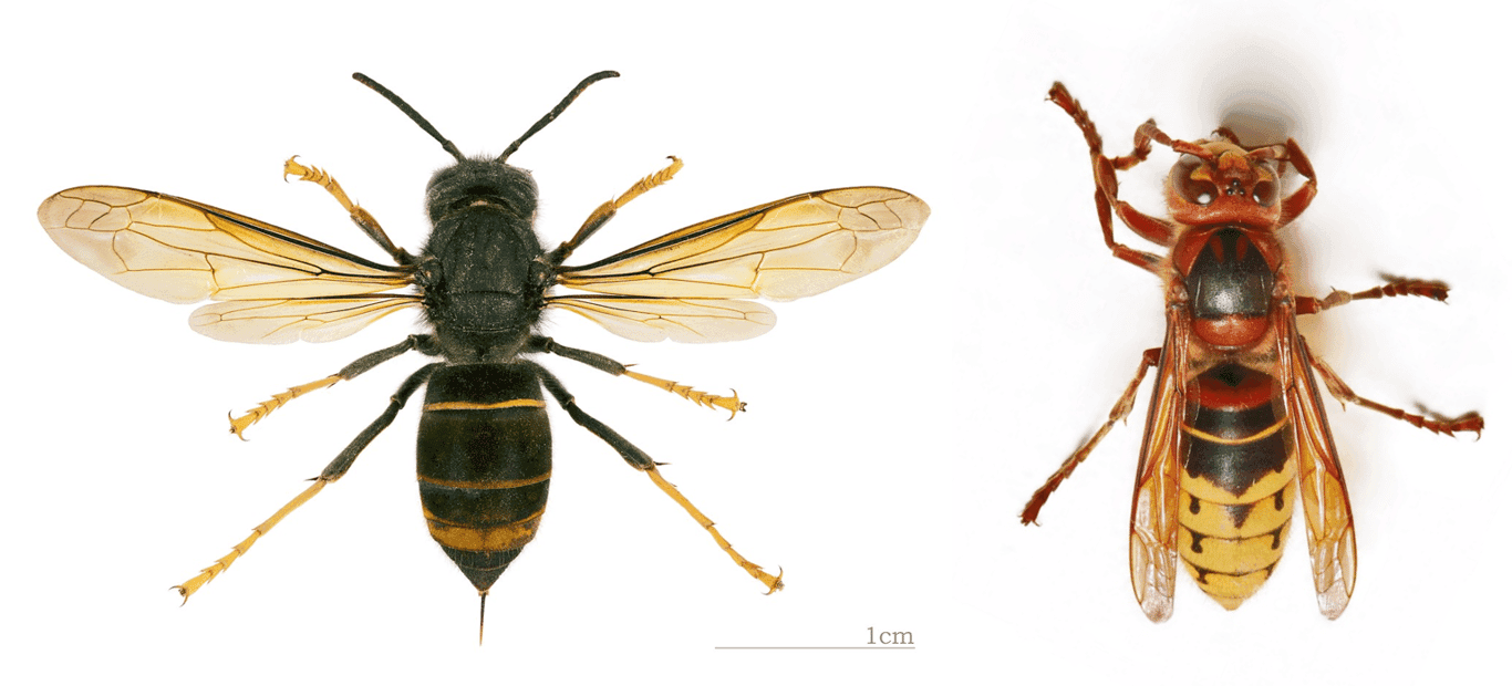 Wasko Trippel Trappel PSG foto 9