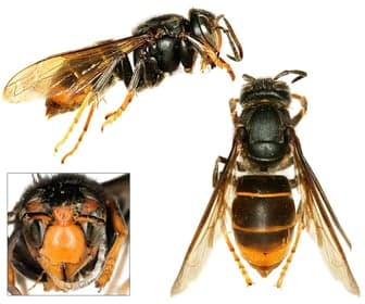 Wasko Trippel Trappel PSG foto 10