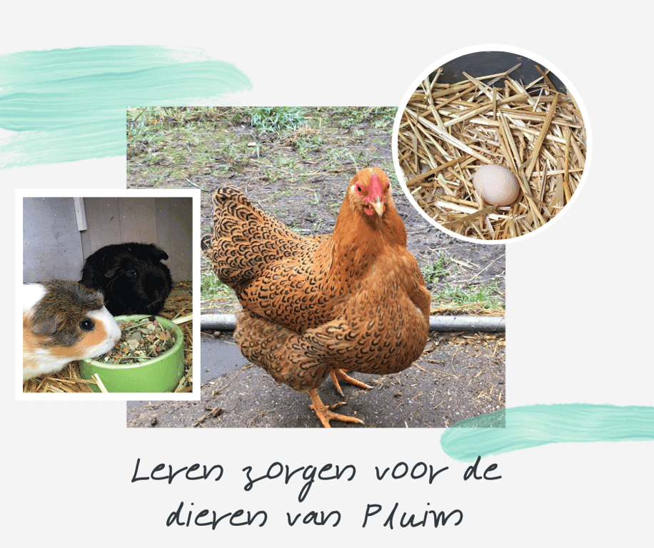 kinderdagverblijf Pluim foto 5