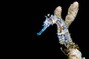 De Zeepaardjes foto 4