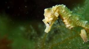 De Zeepaardjes foto 6