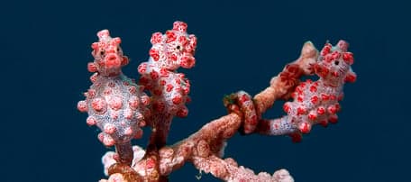 De Zeepaardjes foto 7