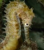 De Zeepaardjes foto 9