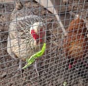 Groene kinderopvang 't Werkel foto 8