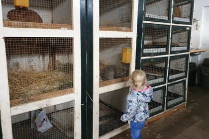 Polderpeuters bij Boer Bert foto 4