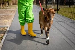 Boerderij BSO Kievit foto 4