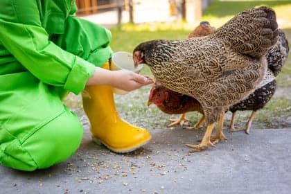 Boerderij BSO Kievit foto 7