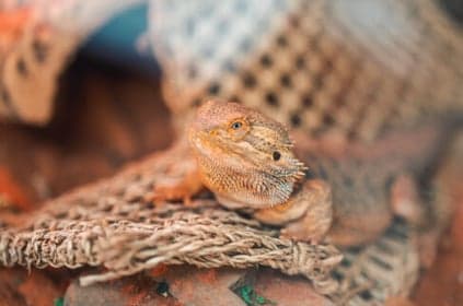 ZON! Natuurlijk foto 9