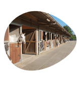 Quinzokids de manege B.V. 2