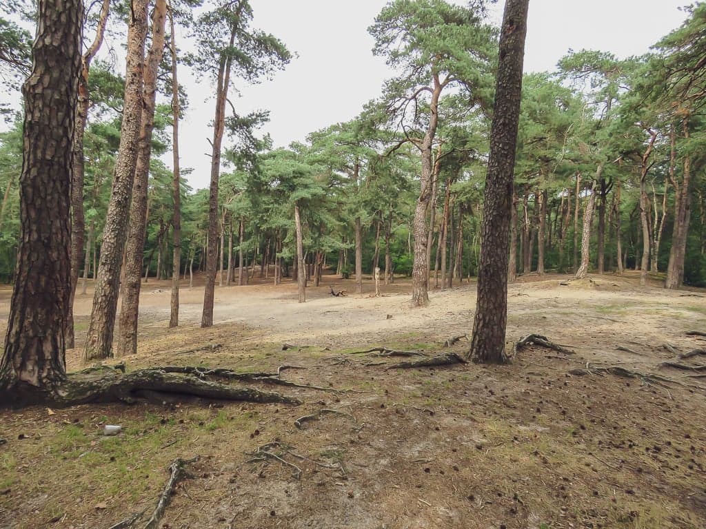 Buitenschoolseopvang De Bosplaats foto 8