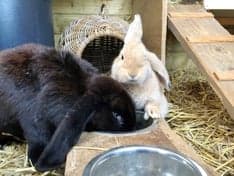 Club Basker - Staringlaan foto 7