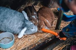 Bij ZON! Thuis scharrel peuters 3