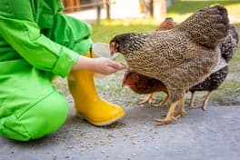 Boerderij Kinderopvang Kievit foto 4