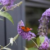 BSO Holder den Bolder foto 6