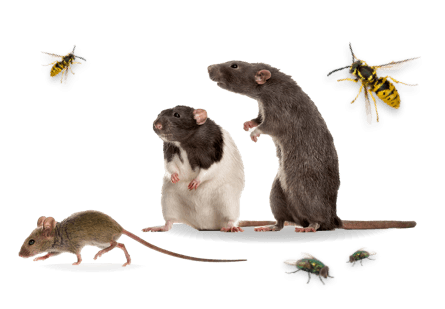 De Veldmuisjes foto 4