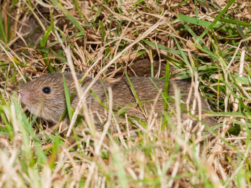 De Veldmuisjes foto 5