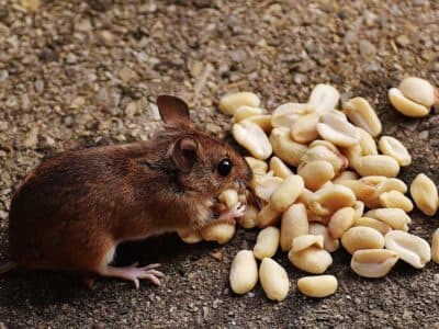 De Veldmuisjes foto 6