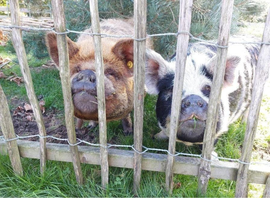 Thuishuis De Kleine Gast foto 4