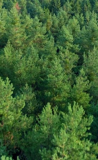 WildWoozt Rust Roest foto 7