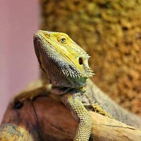 de Buitenpeuter foto 7