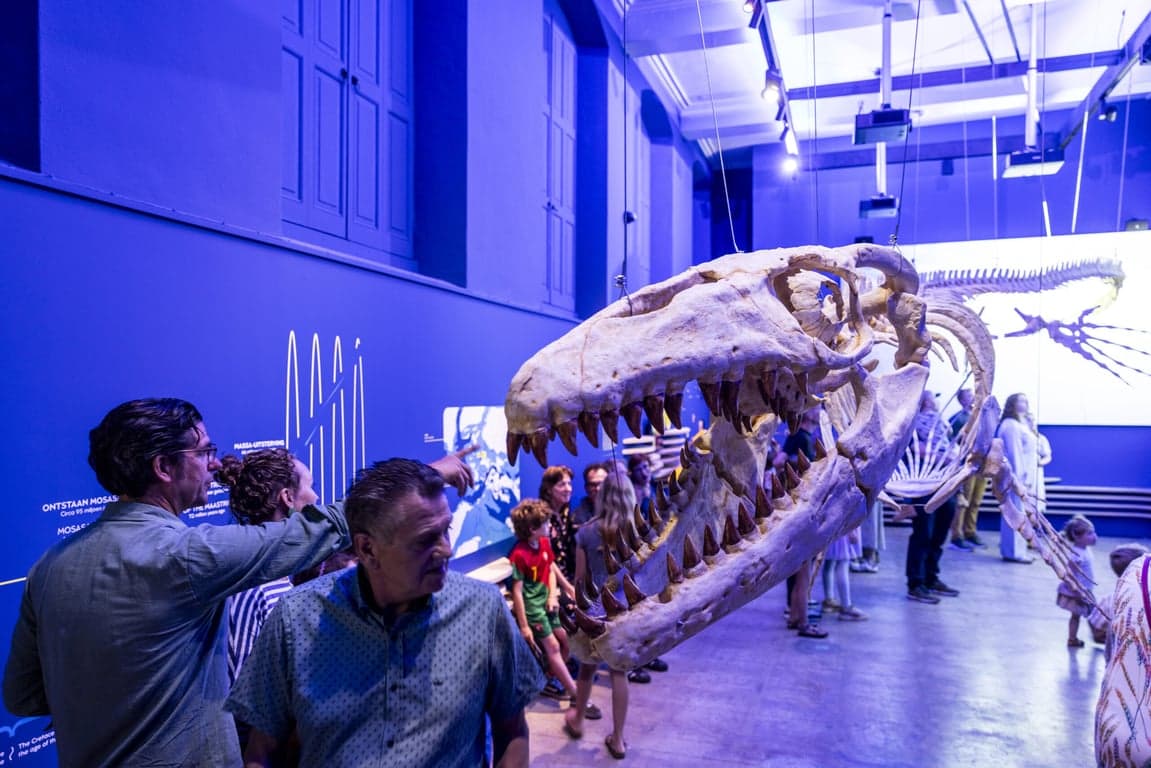 PO Mosasaurus foto 5