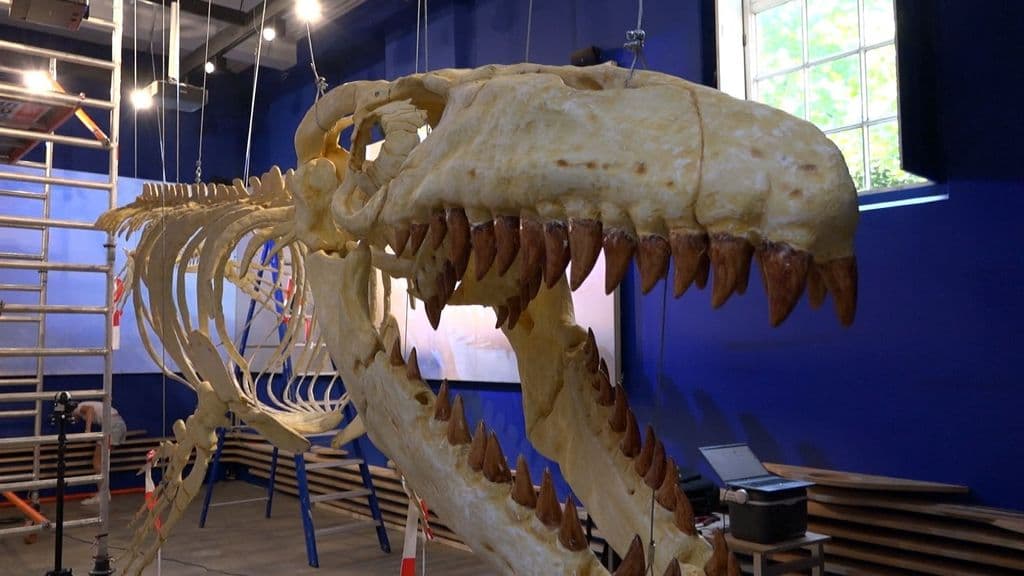 PO Mosasaurus foto 7