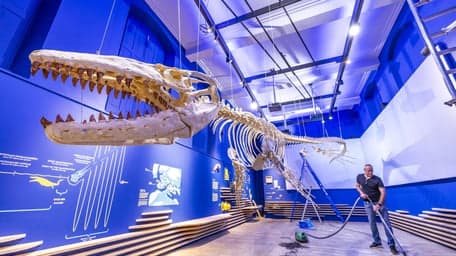 PO Mosasaurus foto 9