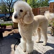 POV De Earste Trimen 3