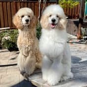 POV De Earste Trimen foto 6