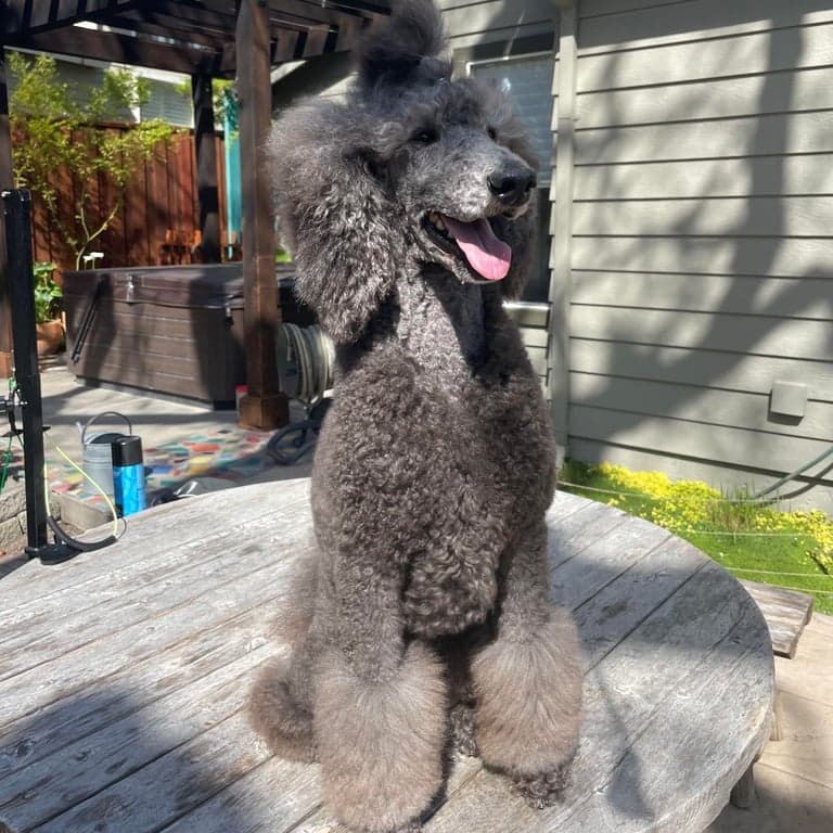 POV De Earste Trimen foto 7