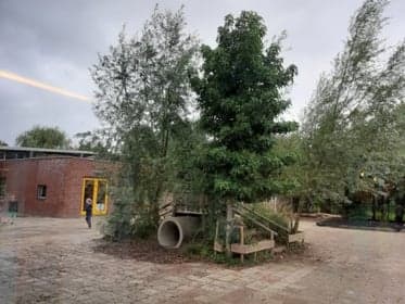 SkippyPePijN BSO Koala 3