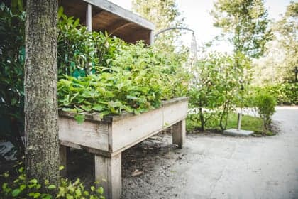 KDV & POV Partou Fluitenkruid 6 foto 7