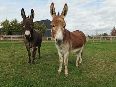 Ole & Cato B.V. foto 4