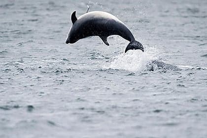 De Dolfijn