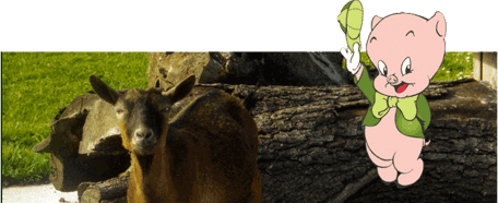 Zo bij Knorretje foto 9