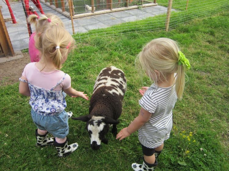 K.D.V. De Kinderboerderij Harreveld foto 9