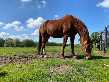 De Helpende Handjes 2