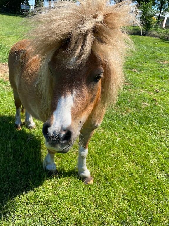 De Helpende Handjes 3