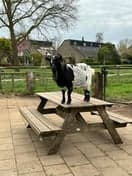 PSZ Wilgenburg foto 10