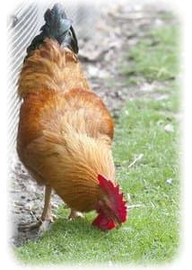 Boerderij de Boterbloem, de Bezige Bijtjes foto 5