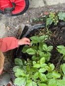 Doomijn POV De Parken foto 10