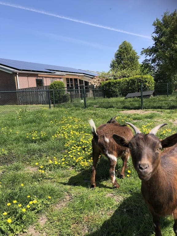 Spring-in-'t-Veld foto 4